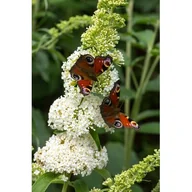 Kwiaty doniczkowe - Krzew Kwitnący Ogród Non stop C1 mix - miniaturka - grafika 1