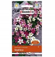 Nasiona i cebule - Nasiona Skalnica 0,05G Plantico - miniaturka - grafika 1