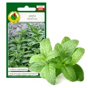 Nasiona i cebule - MIĘTA PIEPRZOWA WIELOLETNIA NASIONA ZIÓŁ BEZ GMO - miniaturka - grafika 1