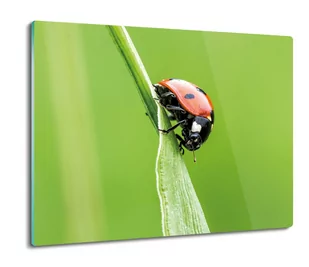 ochrona na indukcję Biedronka owad trawa 60x52, ArtprintCave - Deski do krojenia - miniaturka - grafika 1