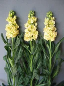 Nasiona i cebule - LEWKONIA ŻÓŁTA pachnące kwiaty NASIONA rośliny ozdobne p. PL102/23/4617/L16/A, PL103/23/4617/L16/A - miniaturka - grafika 1