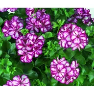 Kwiaty doniczkowe - Pelargonia bluszczolistna - miniaturka - grafika 1