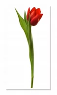 Naklejki na ścianę - Naklejka ścienna kwiaty kwiatki 30cm Tulipan 1, 30x11 cm - miniaturka - grafika 1
