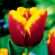 Nasiona i cebule - Tulipan Bordowo-Żółty 10 szt cebulki tulipanów Tulipany - miniaturka - grafika 1