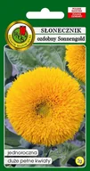 Nasiona i cebule - Słonecznik ozdobny niski Sonnengold 2 g PNOS - miniaturka - grafika 1