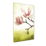 Obrazy i zdjęcia na płótnie - Foto obraz na szkle Kwiaty magnolii - miniaturka - grafika 1
