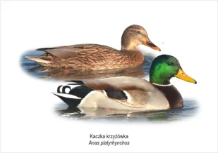 Tablica A4 Kaczka krzyżówka - Koliber - Pomoce naukowe - miniaturka - grafika 1