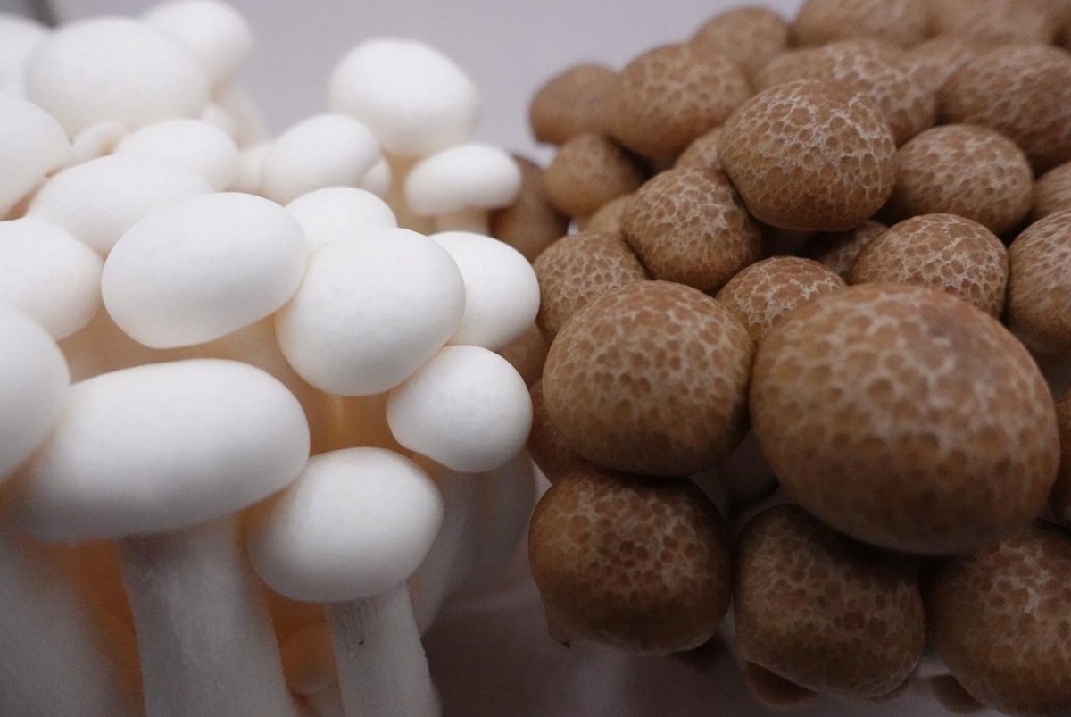 Grzyby Shimeji białe z Chin 150g