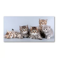 Foto gadżety - Foto-obraz szkło hartowane Pięć kotów - miniaturka - grafika 1