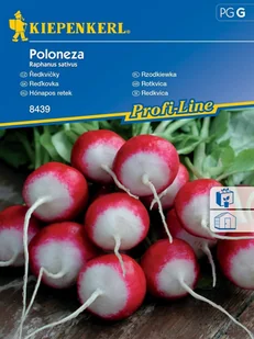 Rzodkiewka Poloneza Wczesna Nasiona Rzodkiewki Kiepenkerl - Nasiona i cebule - miniaturka - grafika 1