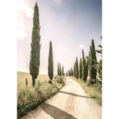 Obrazy i zdjęcia - Obraz na płótnie 50 x 70 cm Aleja Cyprysy - miniaturka - grafika 1