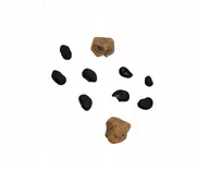 Nasiona i cebule - Nasiona Kaktusy Mix sukulent różnorodne ozdoba - miniaturka - grafika 1