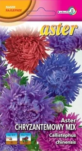 Aster chryzantemowy mix 1g / L / - Nasiona i cebule - miniaturka - grafika 1