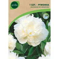 Nasiona i cebule - Piwonia Duchesse De Nemours 2/3 cebulki kwiatów Geolia - miniaturka - grafika 1