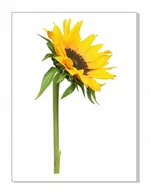 Naklejki na ścianę - Naklejka ścienna kwiaty kwiatki 30cm Słonecznik 6, 30x16 cm - miniaturka - grafika 1