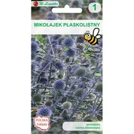 Nasiona i cebule - Mikołajek płaskolistny W.Legutko - miniaturka - grafika 1