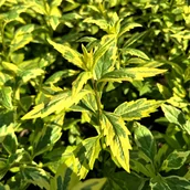 Nasiona i cebule - Aster Japoński 'Shogun' Pstre liście (Kalimeris yomena) Doniczka 2.0L - miniaturka - grafika 1