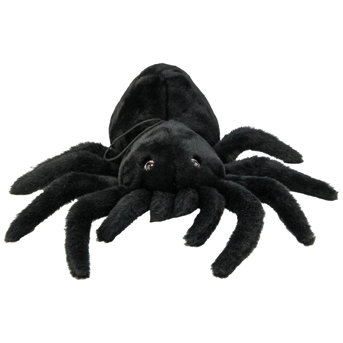 Chinchilla, Pająk na sznurku