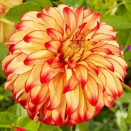 Nasiona i cebule - Dalia dekoracyjna Lady Darlene 1 szt. - miniaturka - grafika 1