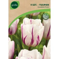 Nasiona i cebule - Tulipan Flaming Flag 11/12 4szt. Cebulki kwiatów Geolia - miniaturka - grafika 1