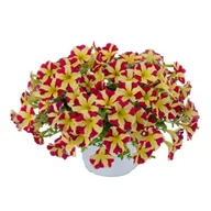 Kwiaty doniczkowe - Petunia Amore Queen Of Hearts - miniaturka - grafika 1