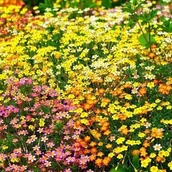 Nasiona i cebule - GWIEZDNY PYŁ - LEPTOSIFON - LEPTOSIPHON HYBRIDA - miniaturka - grafika 1