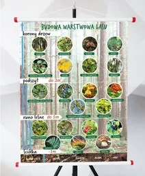 Plansza- Budowa Warstwowa Lasu - Pomoce naukowe - miniaturka - grafika 1