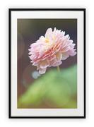 Plakaty - Plakat B1 70x100 cm Kwiat łodyga rózowy WZORY - miniaturka - grafika 1