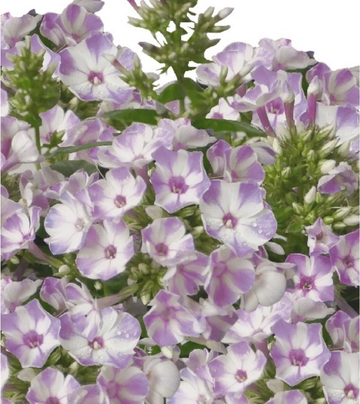 kwiatydonice Floks wiechowaty - Phlox paniculata 'Flame Lilac Star'