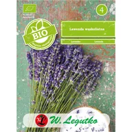 Nasiona i cebule - Lawenda wąskolistna 0.2g W. Legutko - miniaturka - grafika 1