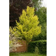 Kwiaty doniczkowe - Wiąz holenderski Wredei - miniaturka - grafika 1