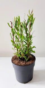 Wierzba korkociągowa 30-50 cm Salix babylonica Tortuosa Wierzba zygzakowata - Korkociągi i otwieracze - miniaturka - grafika 1
