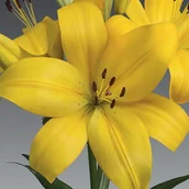 Nasiona i cebule - Lilia LA Hinault 1 szt. cebule cebulki lilii lilie - miniaturka - grafika 1