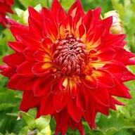 Nasiona i cebule - Dalia dekoracyjna Manhattan Island 1 szt. - miniaturka - grafika 1