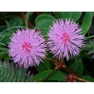 Nasiona i cebule - MIMOZA WSTYDLIWA (MIMOSA PUDICA) 20 NASION - miniaturka - grafika 1