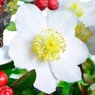 Helleborus niger Ciemiernik biały 1 szt. doniczka P9 - Nasiona i cebule - miniaturka - grafika 1