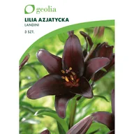 Nasiona i cebule - Lilia Landini 14/16 3 szt. cebulki kwiatów Geolia - miniaturka - grafika 1