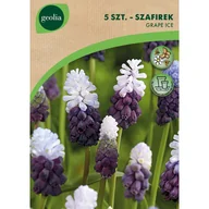 Nasiona i cebule - Szafirek Grape Ice 6/+ 5szt. Cebulki kwiatów Geolia - miniaturka - grafika 1