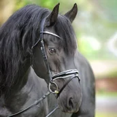 Ogłowia - Kavalkade Ogłowie JULIANA - miniaturka - grafika 1