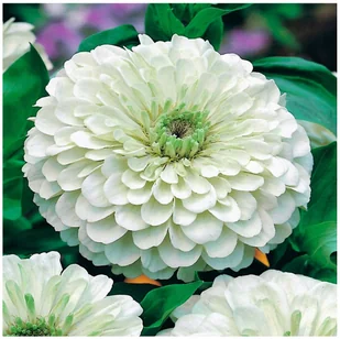 Cynia Daliowa Zinnia BIAŁA (Elegans Dahl. Fl.Pl.) nasiona kwiatów 100 sztuk - Nasiona i cebule - miniaturka - grafika 1