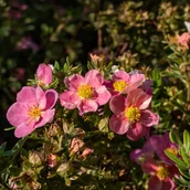 Kwiaty doniczkowe - Pięciornik krzewiasty 'Lovely Pink' (Potentilla fruticosa) Doniczka 2.0L - miniaturka - grafika 1