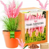 Nasiona i cebule - Zestaw do uprawy roślin Trawa pampasowa RÓŻOWA nasiona Piękne Pióropusze - miniaturka - grafika 1