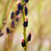 Kwiaty doniczkowe i cięte - Wierzba 'Kurome' Czarne bazie (Salix gracilistyla) Doniczka 2.0L - miniaturka - grafika 1