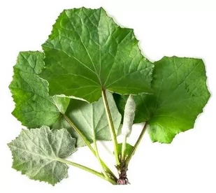 EQUIHERBS Podbiał liść 1 kg - - Akcesoria jeździeckie - miniaturka - grafika 1