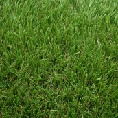 Trawy i trawniki - Sztuczna Trawa Modena 4M - miniaturka - grafika 1