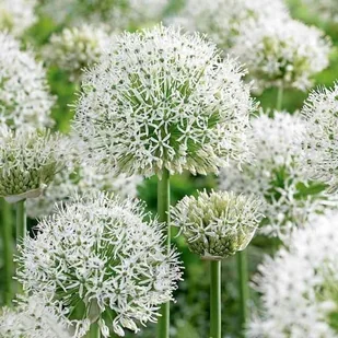 Allium Czosnek polski White Giant 1 szt. 24/+ cebule cebulki od producenta - Nasiona i cebule Allium Czosnek polski White Giant 1 szt. 24/+ cebule cebulki od producenta - Nasiona i cebule - miniaturka - grafika 1