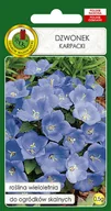 Nasiona i cebule - DZWONEK PODKARPACKI NIEBIESKI KWIAT NASIONA - miniaturka - grafika 1
