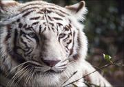 Plakaty - White Bengal tiger at the Montgomery Zoo, it was established in 1920 as part of Oak Park., Carol Highsmith - plakat 29,7x21 cm - miniaturka - grafika 1