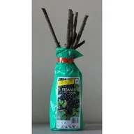 Kwiaty doniczkowe - Porzeczka czarna - miniaturka - grafika 1