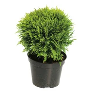 Sadzonki drzew krzewów - Żywotnik - miniaturka - grafika 1